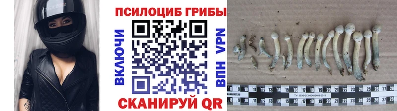Галлюциногенные грибы Psilocybine cubensis  Безенчук 